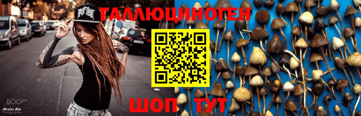 Галлюциногенные грибы Psilocybine cubensis Абакан